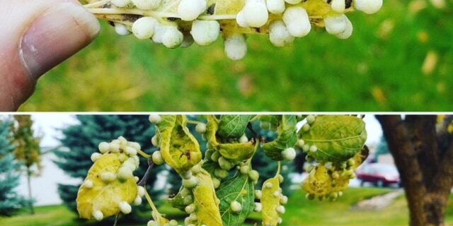 hackberry gall psyllid hackberry gall psyllid